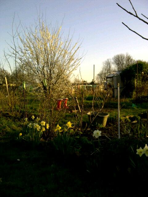 Daffodils at the allotment